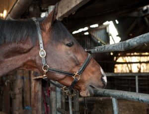 Mögliche Verbindung zwischen Selen und Koppen bei Pferden
