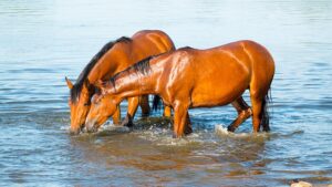 Zu viel Eisen im Wasser kann bei Pferden zu einer tödlichen Eisenüberladung führen