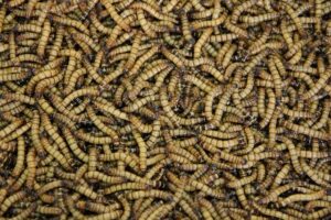 Verzehr von Insekten