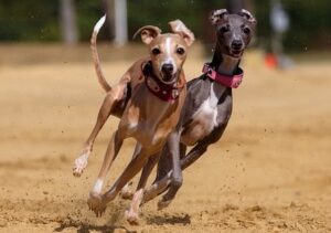 Verhinderung von unerwünschten Arzneimittelreaktionen bei Hunden