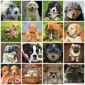 Welche Hunderassen leben am längsten?