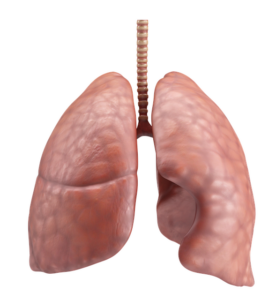 Trinkwasserqualität und vermehrte Lungenerkrankungen bei Zystischer Fibrose