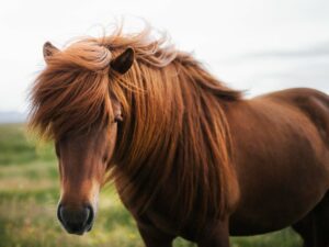 Haaranalyse als Indikator für den Mineralstatus von Pferden: Vorteile und Vergleich zu anderen biologischen Proben